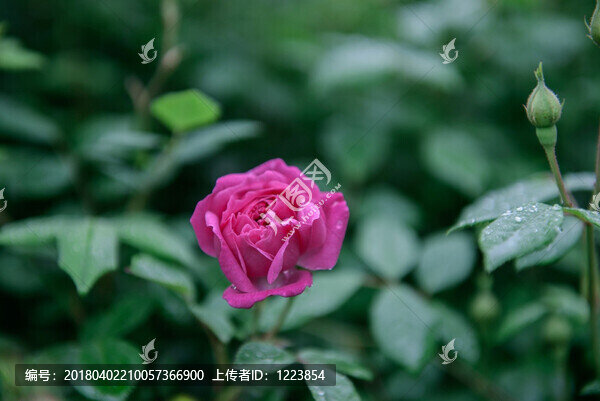 玫瑰花