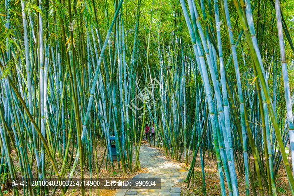 竹子,竹林,高清大圖,竹韻