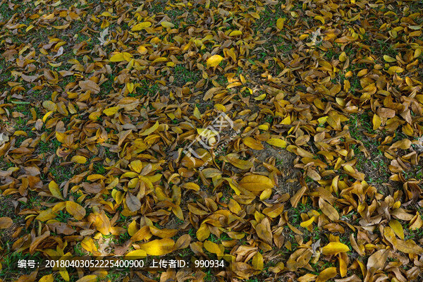 樹葉,落葉