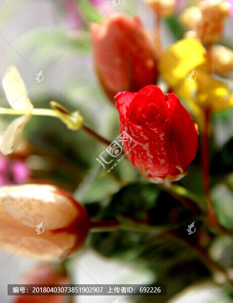 鮮花