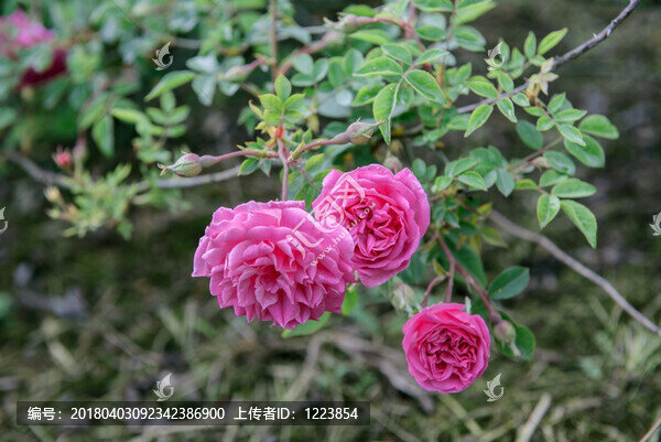 玫瑰花