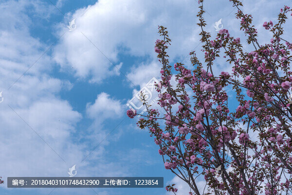 櫻花