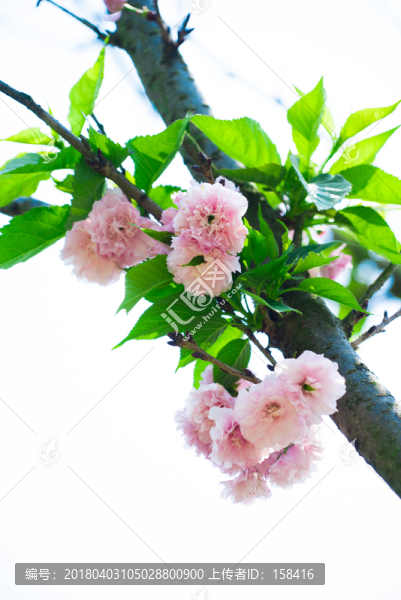 日本櫻花雛菊櫻