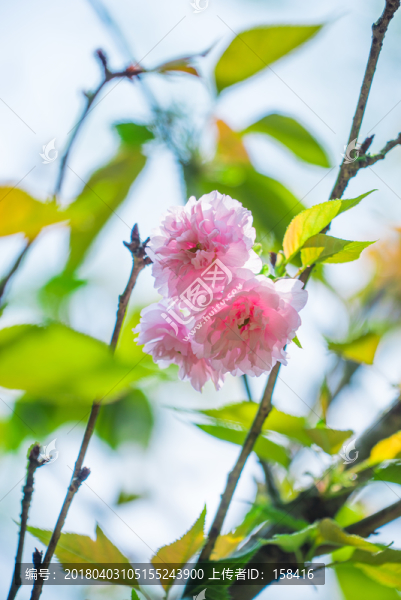 日本櫻花雛菊櫻