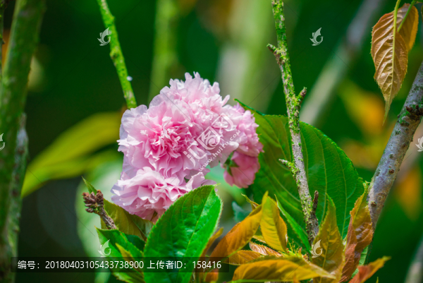 櫻花