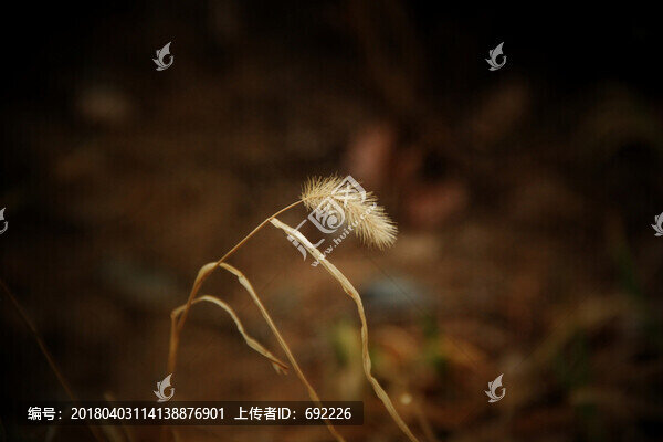 狗尾草