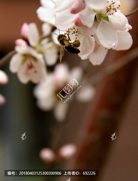 蜂花戀