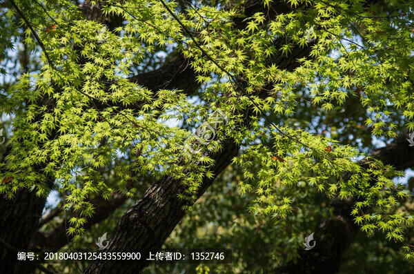 楓葉