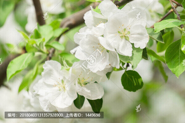 春之花