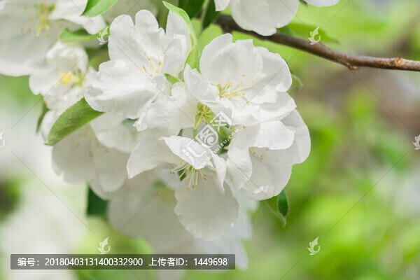 春之花