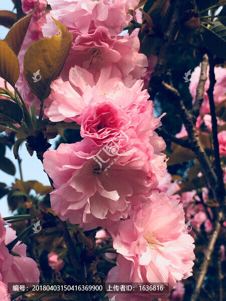 櫻花