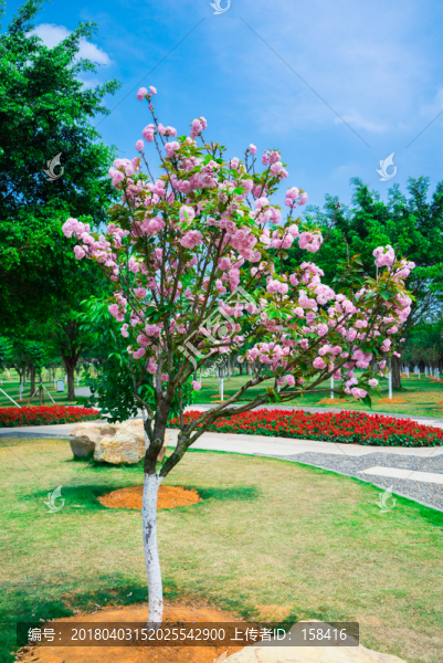 滿樹櫻花
