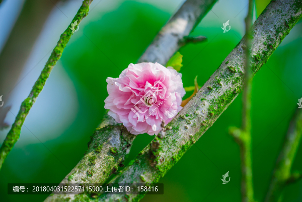 櫻花