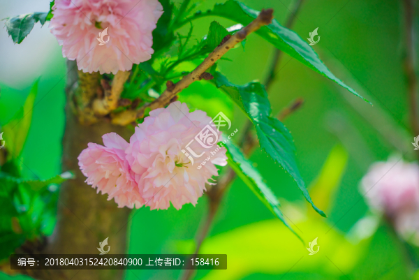 日本櫻花雛菊櫻