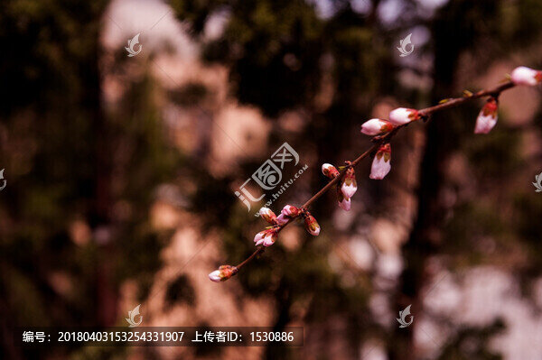 桃花,花蕾,含苞待放
