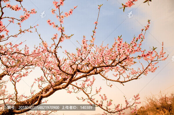 春如詩(shī)