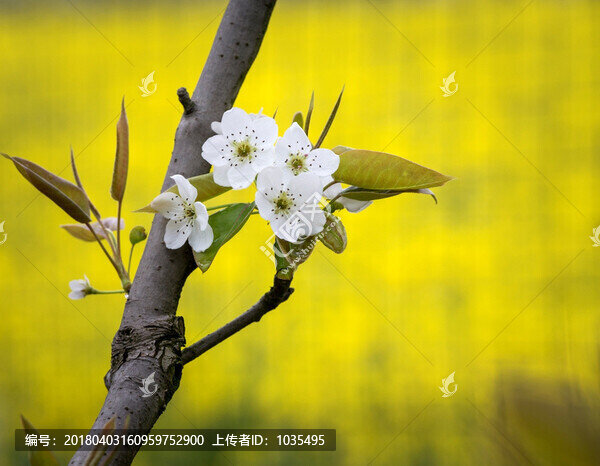 梨花