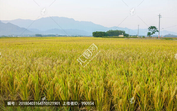 稻谷,水稻,稻田,陽春馬蘭