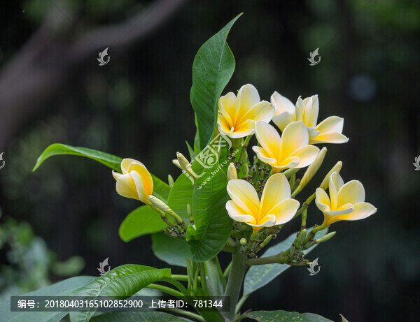 雞蛋花特寫