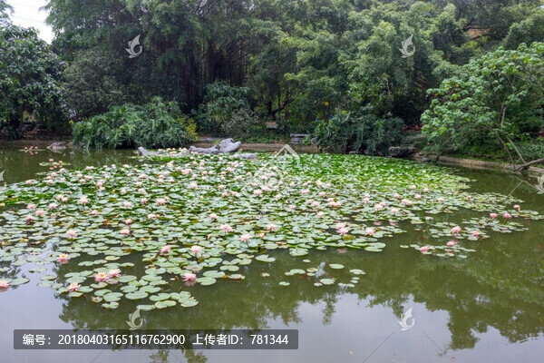 蓮花池景觀