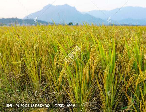 稻谷,水稻,稻田,陽(yáng)春馬蘭