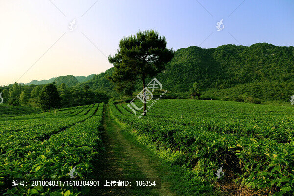 茶園,茶葉,采茶,茶山