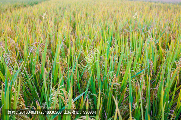 稻谷,水稻,稻田,陽春馬蘭