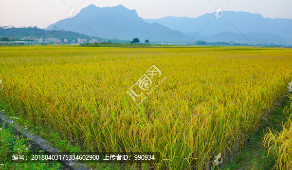 稻谷,水稻,稻田,陽春馬蘭
