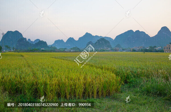 稻谷,水稻,稻田,陽(yáng)春馬蘭