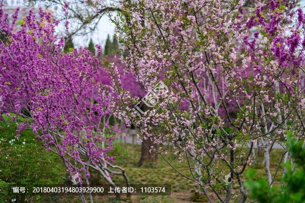 紫荊,（5）