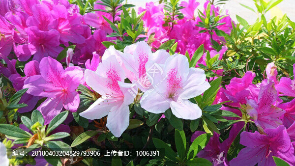 杜鵑花