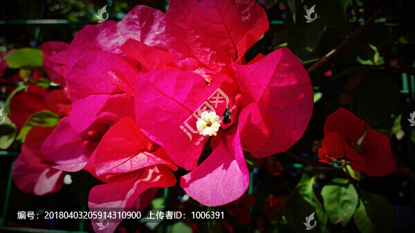 光葉子花