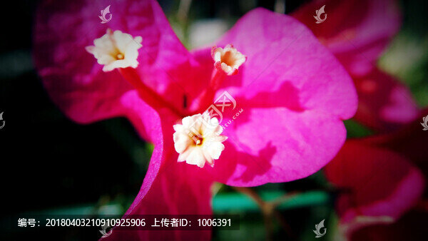 光葉子花