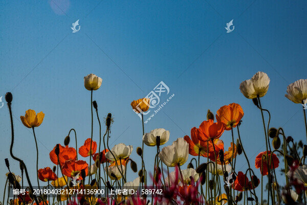 花