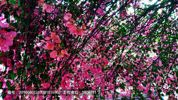 光葉子花