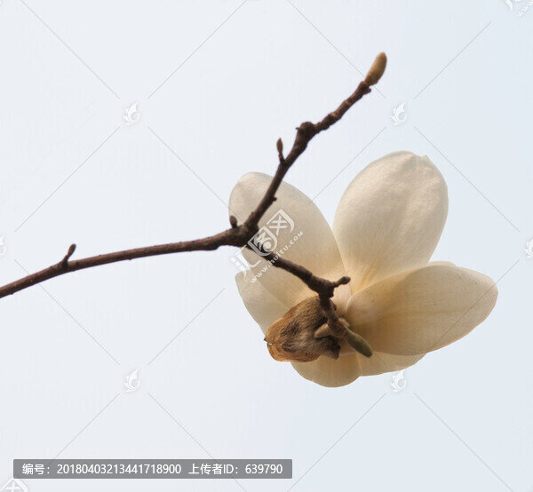 玉蘭