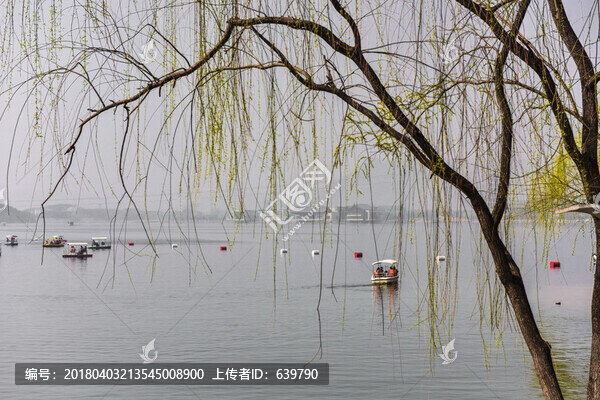 柳,春天,湖泊