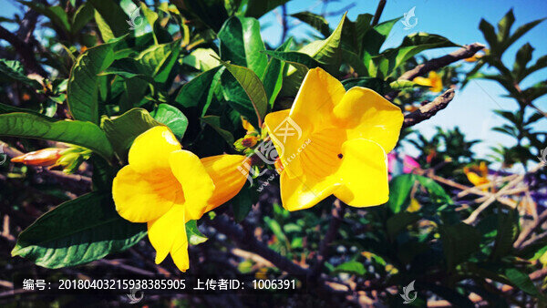 黃蟬花