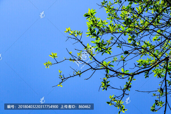 藍(lán)天綠葉