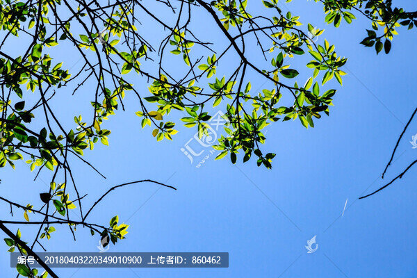 綠葉素材