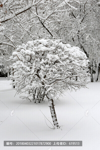 冰雪,樹林,白雪,枝頭