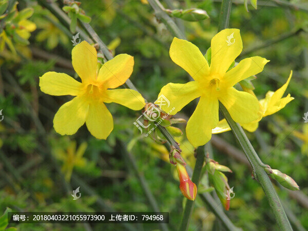 迎春花