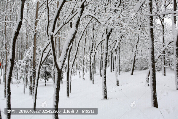 冰雪,樹林,雪景