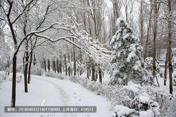 冰雪,樹(shù)林,雪景