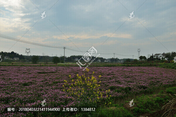 苕籽花,花,鮮花