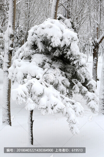 冰雪,樹林,白雪,枝頭
