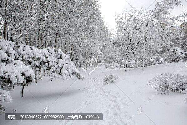 冰雪,樹(shù)林,霧凇,樹(shù)掛