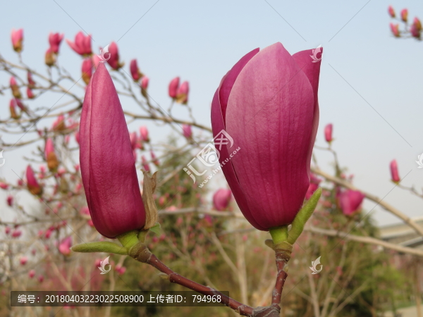 玉蘭花