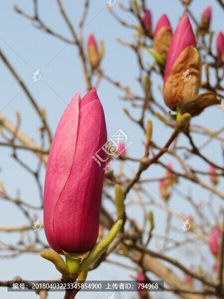 玉蘭花