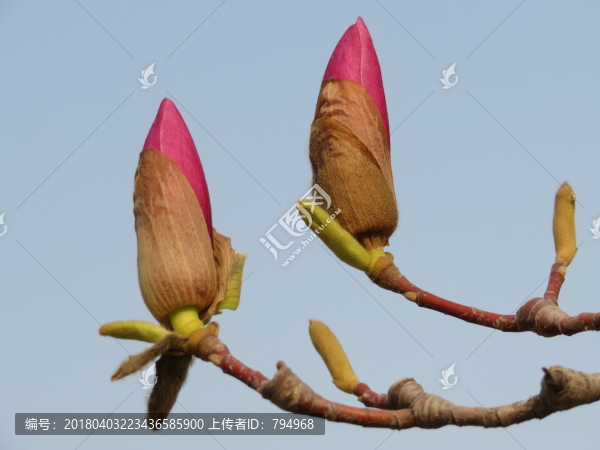 玉蘭花